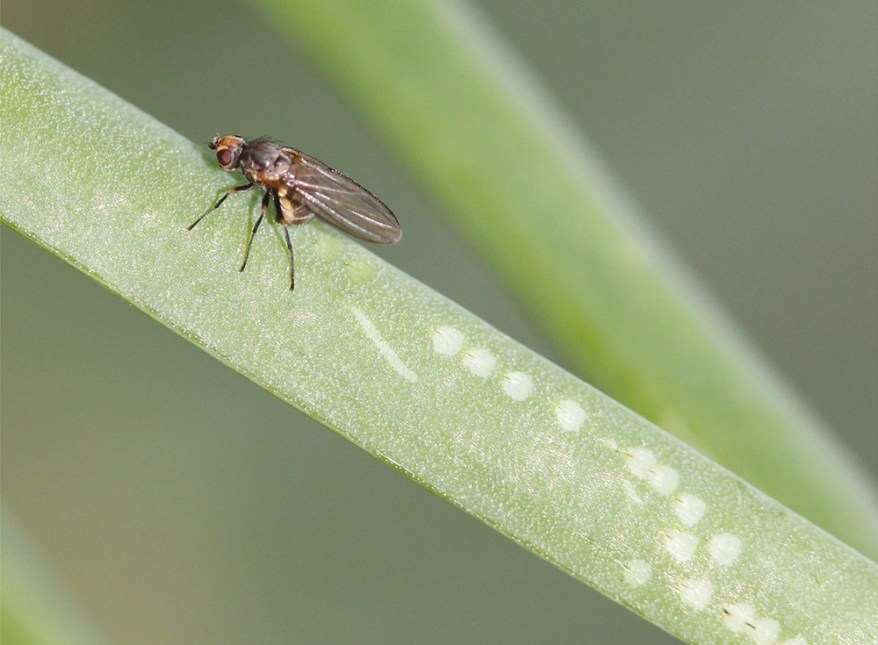 Comment lutter contre la mouche mineuse du poireau — free download